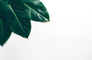 Monstera bırakmak kopya alanı ile renk arka plan üzerinde