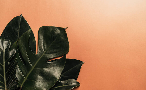 Tropical palm leaves on color background with copy space