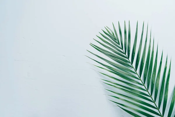 Tropical Palm Leaves Color Background Copy Space — Stock Photo, Image