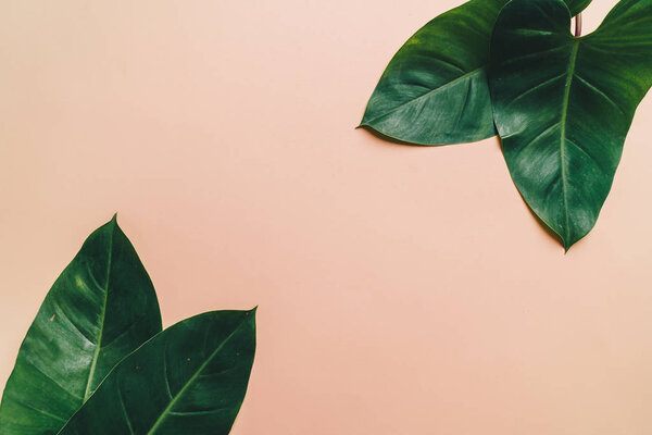 Monstera leave on color background with copy space