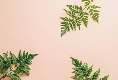 Tropikal yeşil yaprakları ile boşaltmak renk arka plan üzerinde