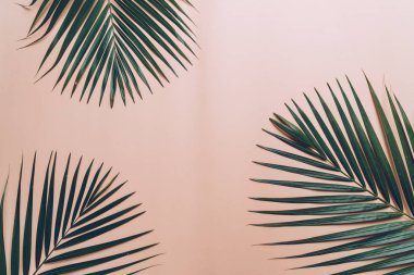Kopya alanı ile renk arka plan üzerinde tropikal palmiye yaprakları