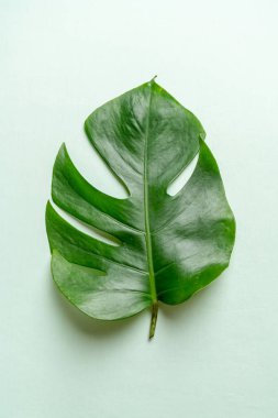 Monstera bırakmak kopya alanı ile renk arka plan üzerinde