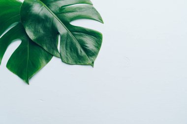 Monstera bırakmak kopya alanı ile renk arka plan üzerinde