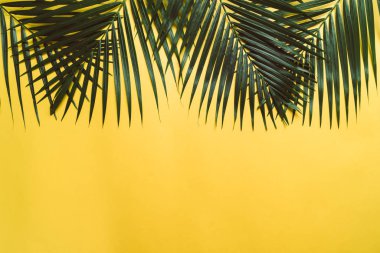 Kopya alanı ile renk arka plan üzerinde tropikal palmiye yaprakları