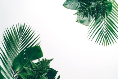 Kopya alanı ile renk arka plan üzerinde tropikal palmiye yaprakları