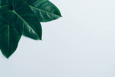 Monstera bırakmak kopya alanı ile renk arka plan üzerinde