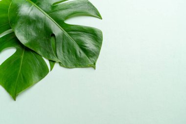 Monstera bırakmak kopya alanı ile renk arka plan üzerinde