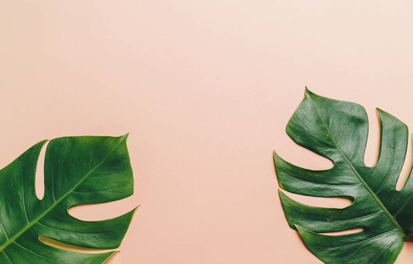 Monstera leave on color background with copy space