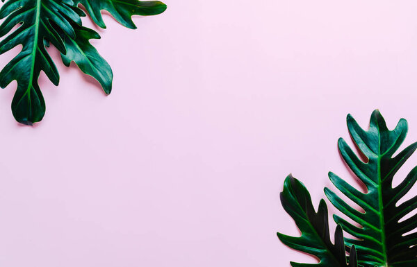 Monstera leave on color background with copy space