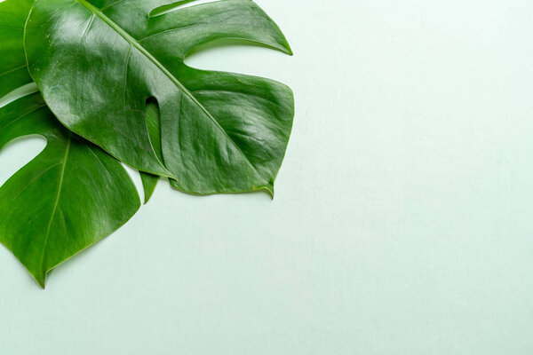 Monstera leave on color background with copy space
