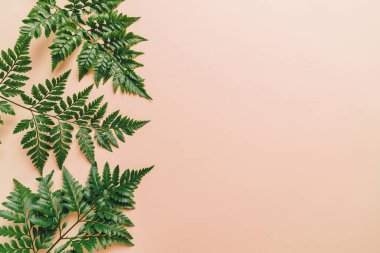 Tropikal yeşil yaprakları ile boşaltmak renk arka plan üzerinde