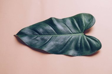 Monstera bırakmak kopya alanı ile renk arka plan üzerinde