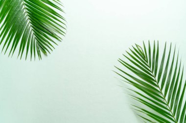 Kopya alanı ile renk arka plan üzerinde tropikal palmiye yaprakları