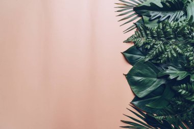 Kopya alanı ile renk arka plan üzerinde tropikal palmiye yaprakları
