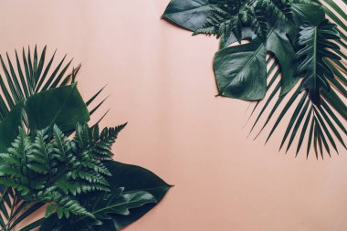 Kopya alanı ile renk arka plan üzerinde tropikal palmiye yaprakları