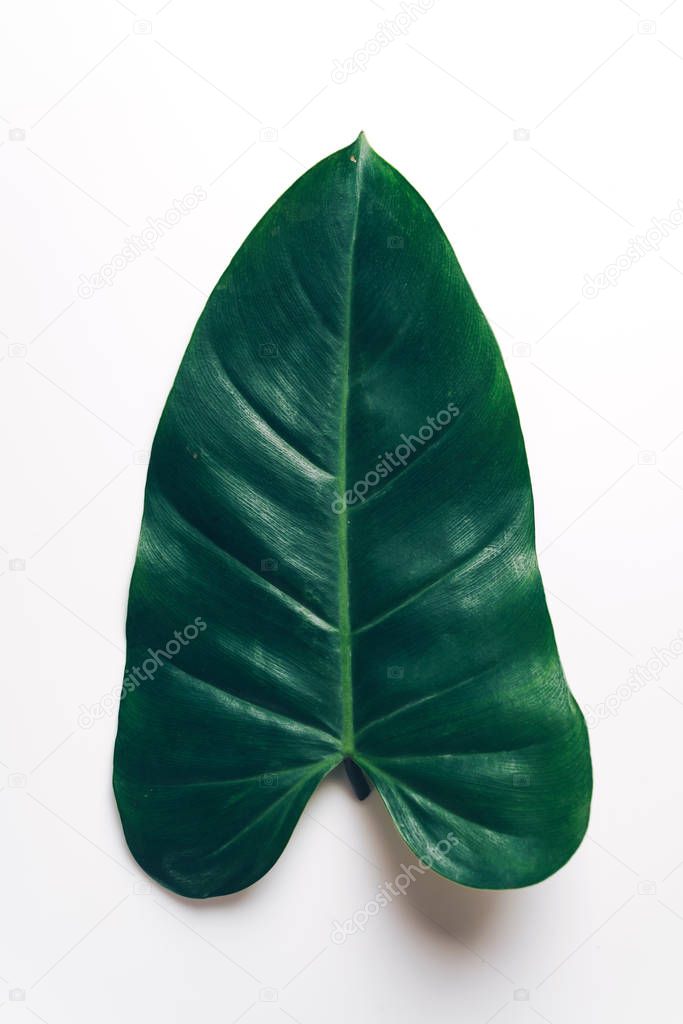 Monstera leave on color background with copy space