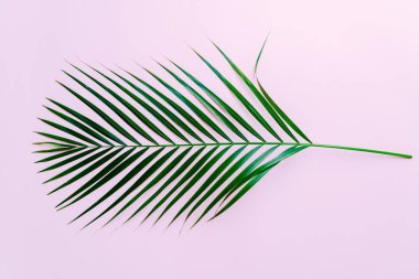Kopya alanı ile renk arka plan üzerinde tropikal palmiye yaprakları