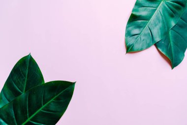 Monstera bırakmak kopya alanı ile renk arka plan üzerinde