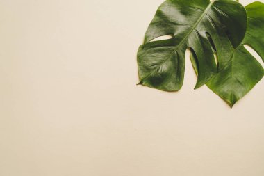 Monstera bırakmak kopya alanı ile renk arka plan üzerinde