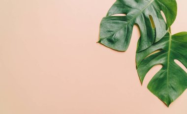 Monstera bırakmak kopya alanı ile renk arka plan üzerinde