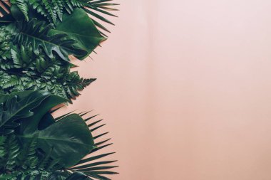 Kopya alanı ile renk arka plan üzerinde tropikal palmiye yaprakları