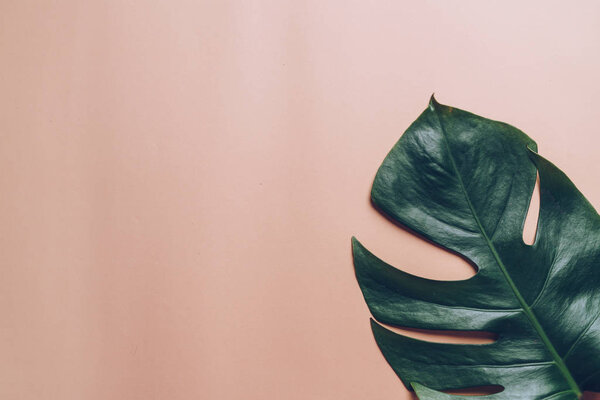 Monstera leave on color background with copy space