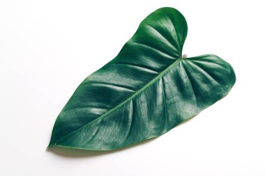 Monstera bırakmak kopya alanı ile renk arka plan üzerinde