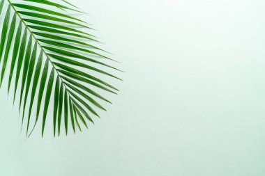 Kopya alanı ile renk arka plan üzerinde tropikal palmiye yaprakları