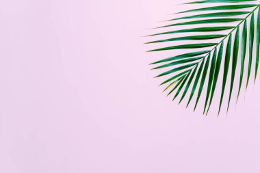 Kopya alanı ile renk arka plan üzerinde tropikal palmiye yaprakları