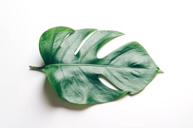 Monstera bırakmak kopya alanı ile renk arka plan üzerinde