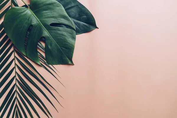 Тропические Пальмовые Листья Цветном Фоне Копировальным Местом — стоковое фото