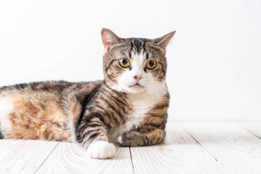 kopya alanı ile ahşap arka plan üzerinde şirin ve gri kedi