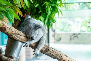 koala ayı Hayvanat Bahçesi