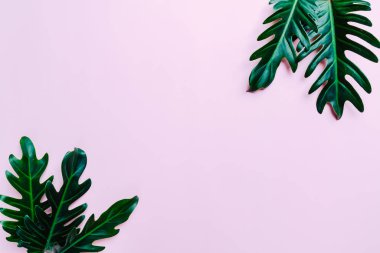 Monstera bırakmak kopya alanı ile renk arka plan üzerinde