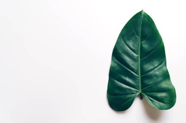 Monstera bırakmak kopya alanı ile renk arka plan üzerinde