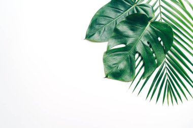 Kopya alanı ile renk arka plan üzerinde tropikal palmiye yaprakları