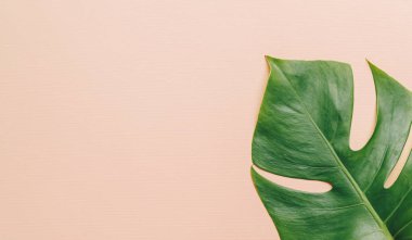 Monstera bırakmak kopya alanı ile renk arka plan üzerinde