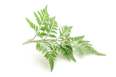 Beyaz arkaplanda yalıtılmış tropikal yapraklar