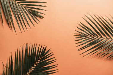 Kopya alanı ile renk arka plan üzerinde tropikal palmiye yaprakları