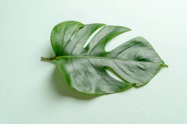 Monstera bırakmak kopya alanı ile renk arka plan üzerinde