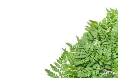 Beyaz arkaplanda yalıtılmış tropikal yapraklar