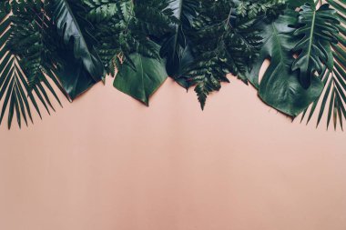 Kopya alanı ile renk arka plan üzerinde tropikal palmiye yaprakları