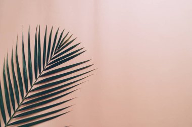 Kopya alanı ile renk arka plan üzerinde tropikal palmiye yaprakları