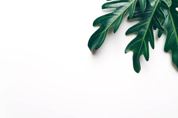 Monstera Leave Color Background Copy Space — Stock Photo, Image