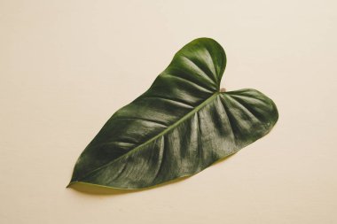 Monstera bırakmak kopya alanı ile renk arka plan üzerinde