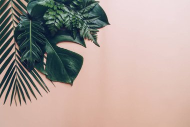 Kopya alanı ile renk arka plan üzerinde tropikal palmiye yaprakları