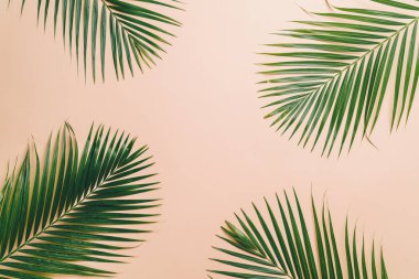 Kopya alanı ile renk arka plan üzerinde tropikal palmiye yaprakları