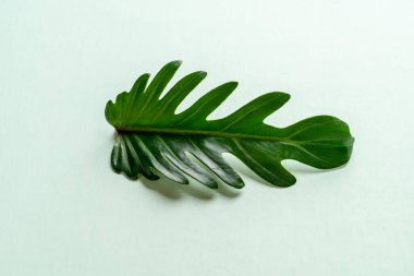 Monstera bırakmak kopya alanı ile renk arka plan üzerinde