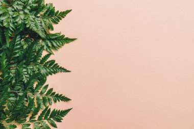 Tropikal yeşil yaprakları ile boşaltmak renk arka plan üzerinde